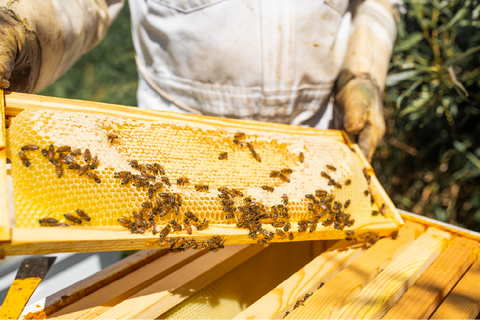Removing a frame of honey from a beehive