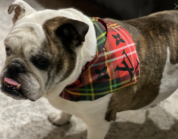 Personalized Dog Bandanas! Upcycled Louis Vuitton and Gucci
