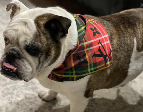 LV Rose Society Pet Bandana Collar