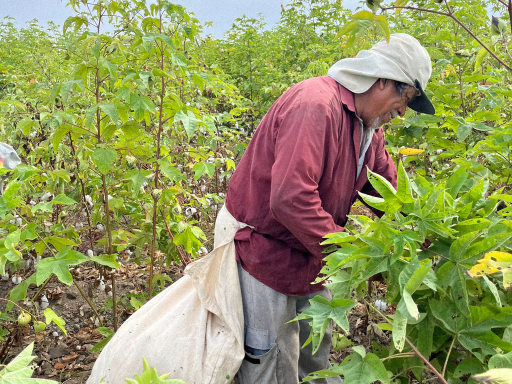 Image of a farm worker in Peru picking Pima Cotton
