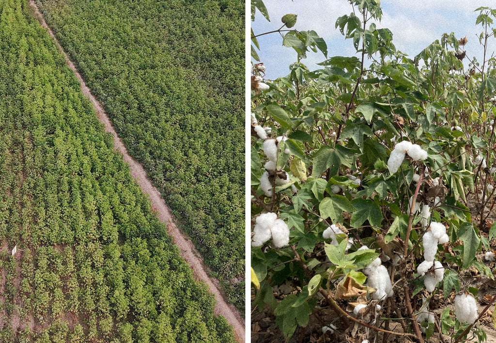A side by side image of an aerial view of Pima cotton fields and a close up image of the Pima cotton plant 