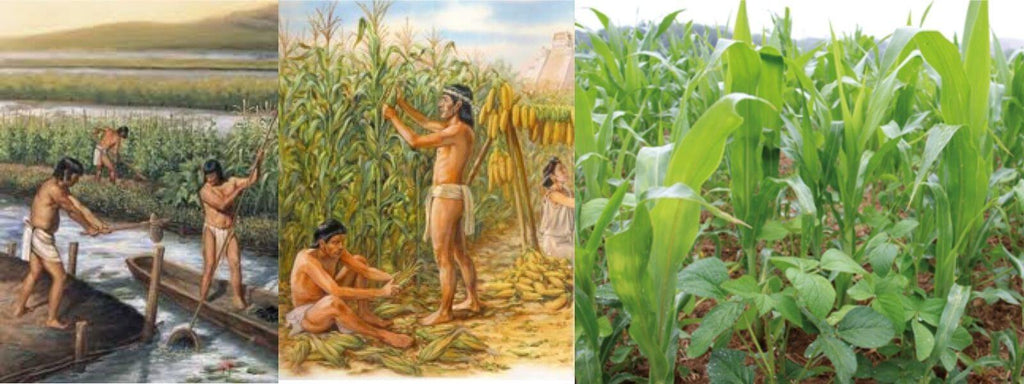agriculture maya