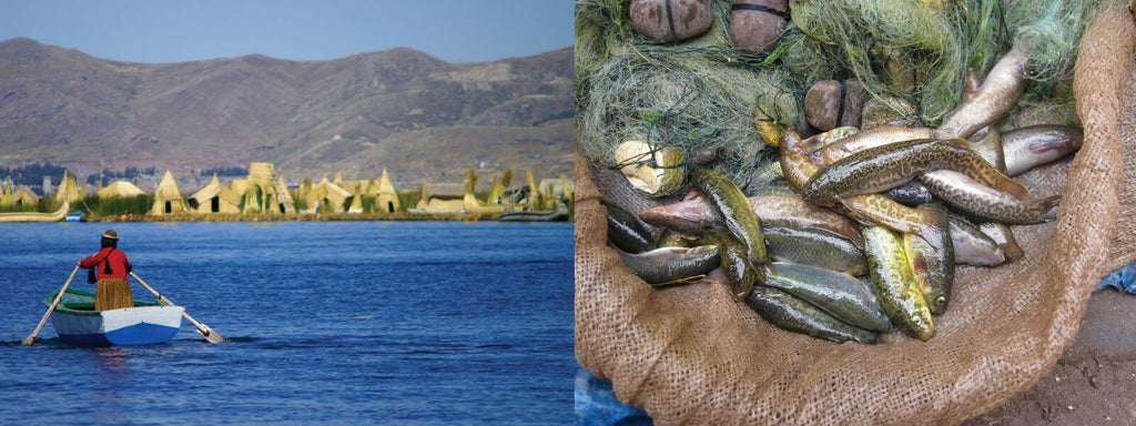 lac titicaca poisson