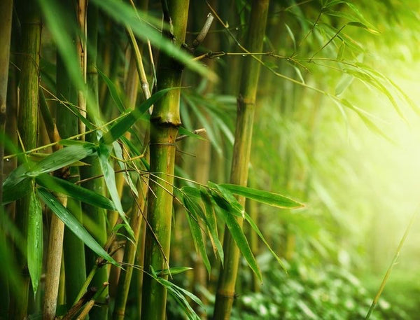 CHANYI Bamboo Strong