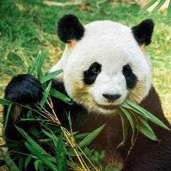 CHANYI Bamboo Panda