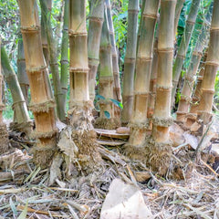 CHANYI Small Bamboo (7-1)
