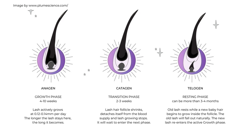 Lash serums help at every of the three stages of lash growth, Anagen, Catagen, Telogen 