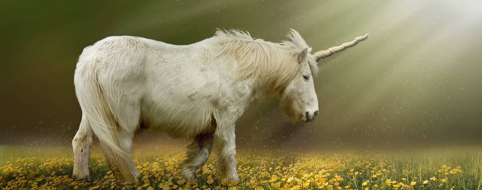 Einhorn Pony