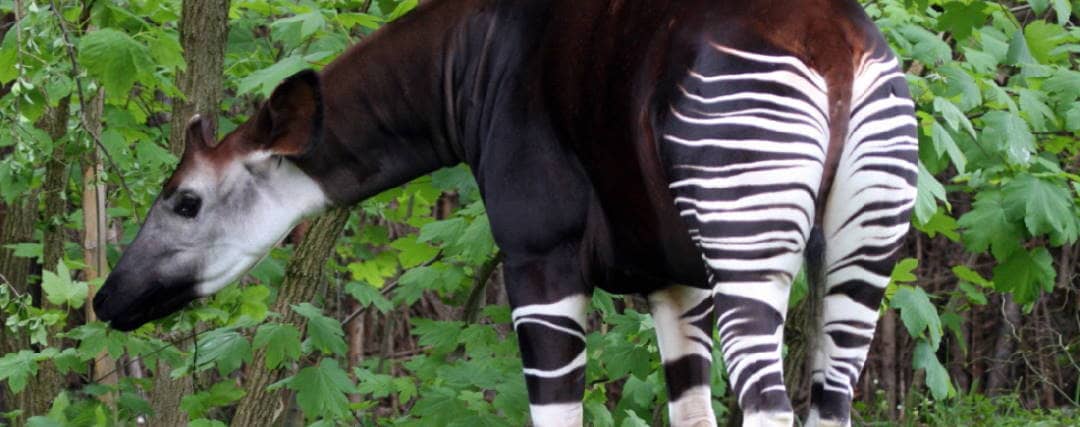Okapi: Das afrikanische Einhorn