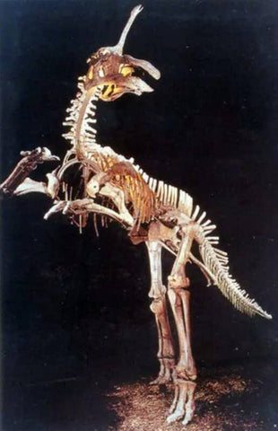 Tsintaosaurus 