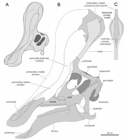 Tsintaosaurus-Analogie 