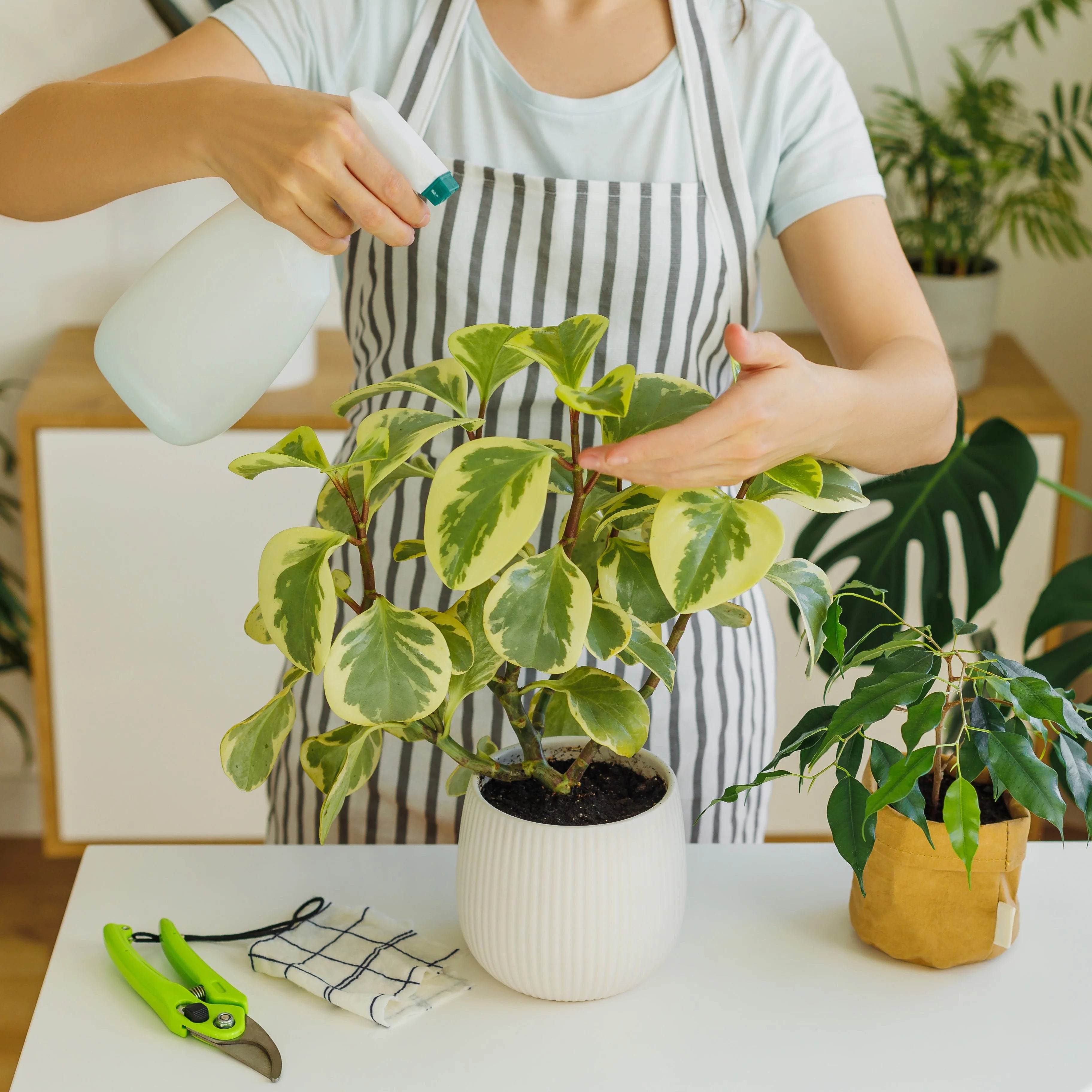 IPP being sprayed on plant.webp__PID:5959e17b-f6f6-4a10-95ae-5f831b1fe2c6