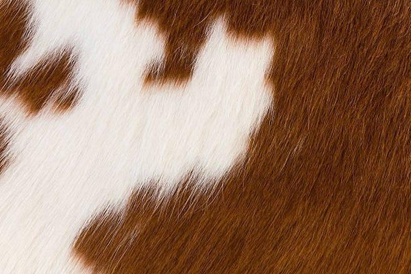 Cowhide Brown/White