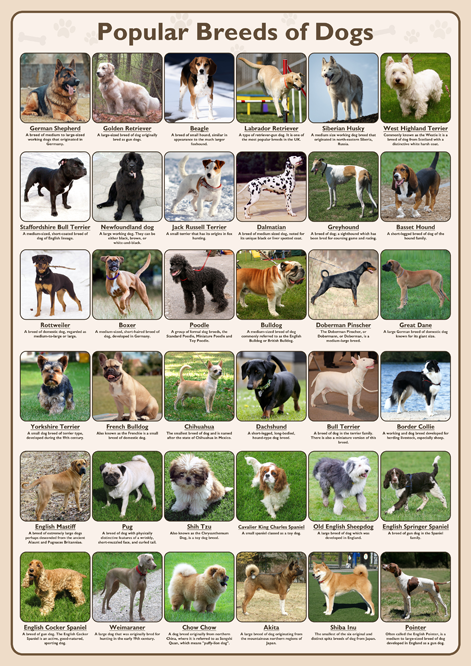 Popular Breeds of Dogs Poster – Tiger Moon