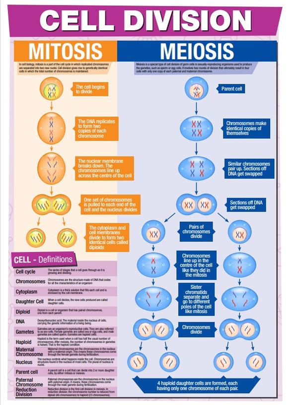 GCSE Science Cell Division - A2 Poster – Tiger Moon