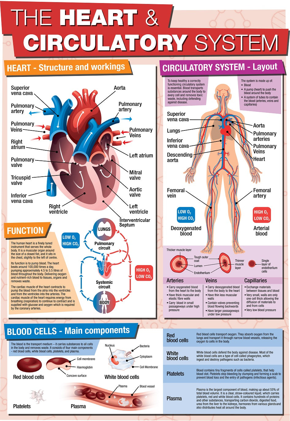 presentation on circulatory system