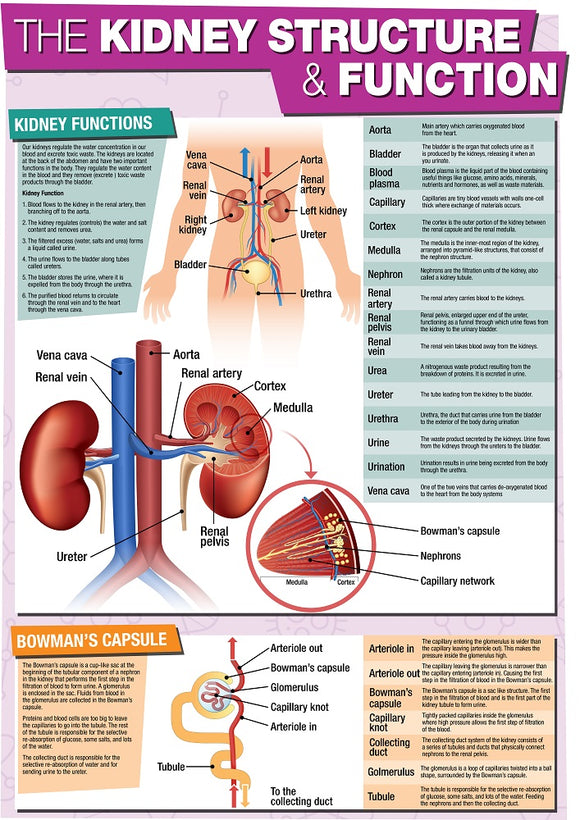 GCSE Science The Kidney Structure & Function - A2 Poster – Tiger Moon