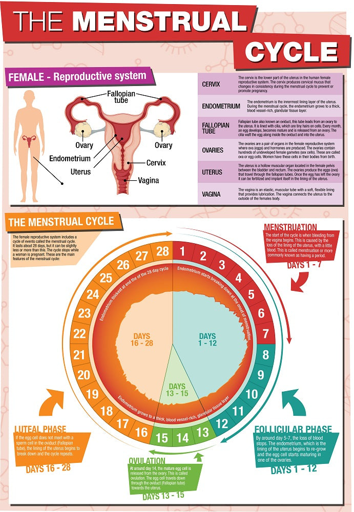 GCSE Science The Menstrual Cycle - A2 Poster – Tiger Moon