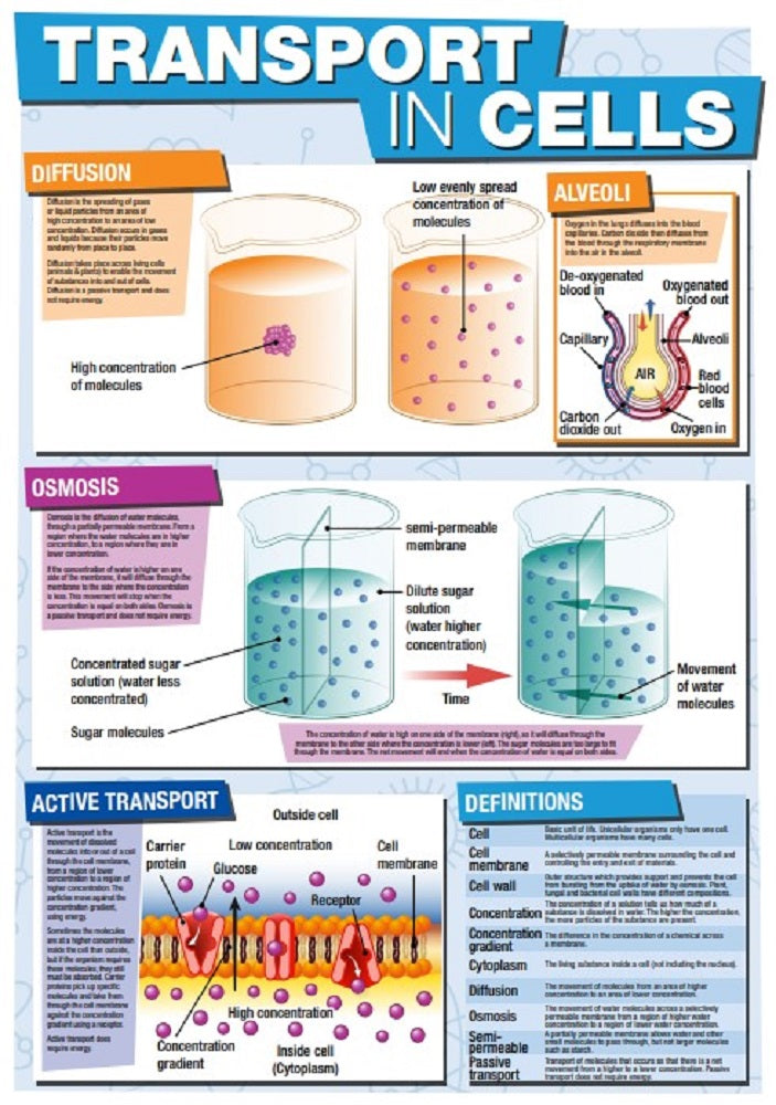 Gcse Science Transport In Cells A2 Poster Tiger Moon 5032
