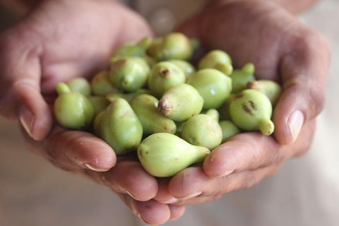 Amazing Skin Benefits from Superfruit Kakadu Plum