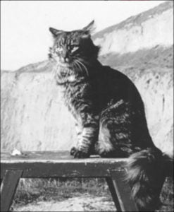 Adi Da's first Guru, Robert the cat image