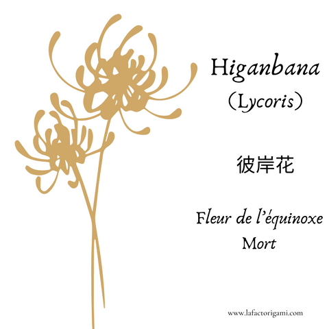 Lycoris signification dans la culture japonaise