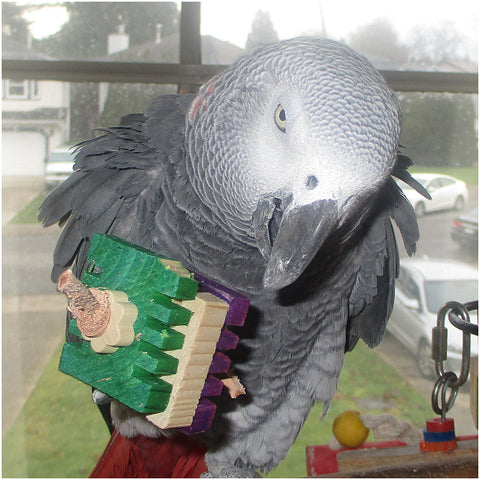 African grey parrot with Chipper Foot Toy for birds.