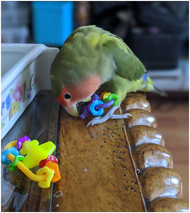 Lovebird playing with Missing Link Foot Toys for Small Birds