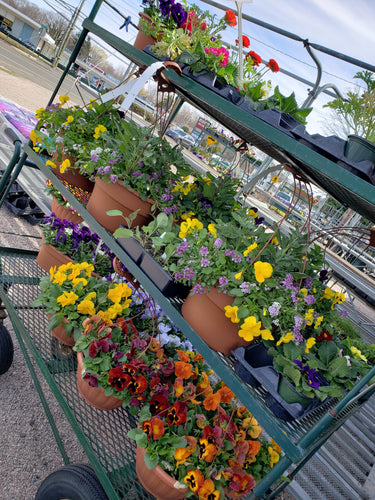 Spider Plant Hanging Basket (10) – Needham'sNursery