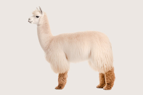 Timothee paris alpaca blanket collection profile view