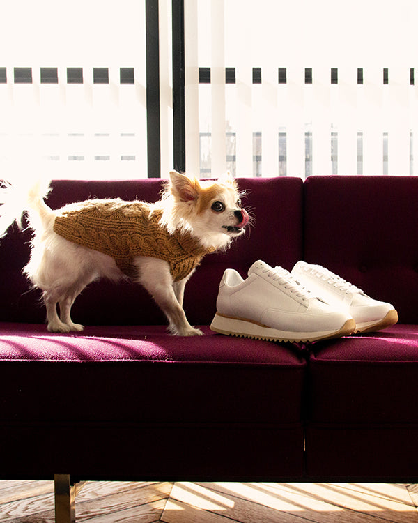 louis-dog-on-sofa-with-white-sneaker-cabourg-timothee-paris