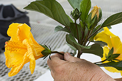 Deadheading Hibiscus