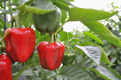 DiggIT Gardens Pepper Plants