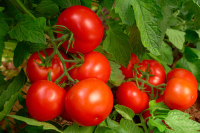 Tomato Gardening