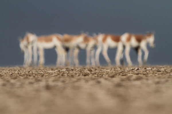 Fotógrafo de vida silvestre del desierto africano