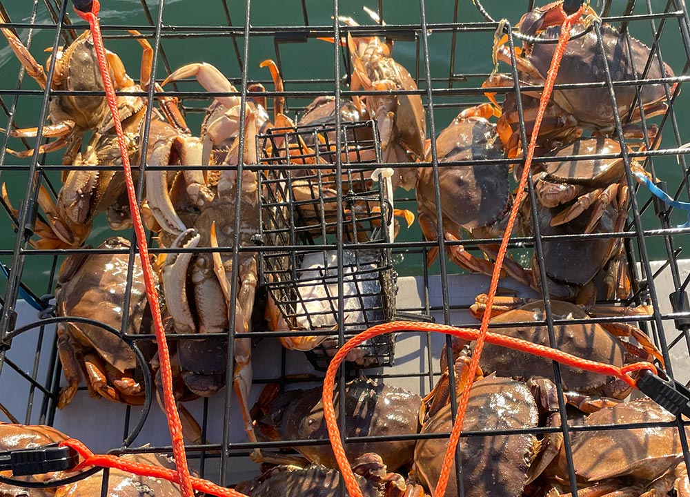 vancouver crab fishing tour