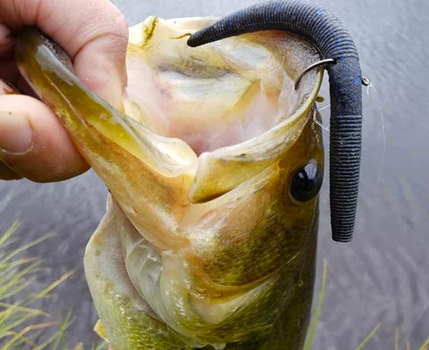 Top 5 Lures for Post Spawn Bass Fishing – MONSTERBASS