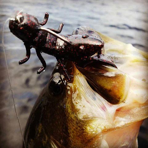 When Is the Best Time Go Bass Fishing In Austin, TX? - In The Springtime!