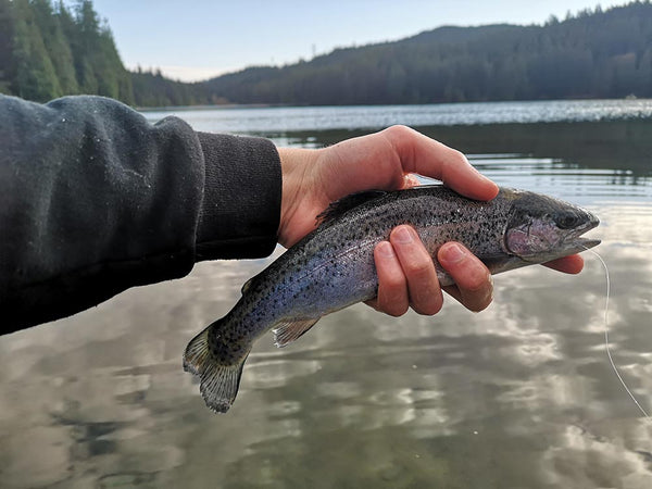 Sasamat Lake Trout Fishing