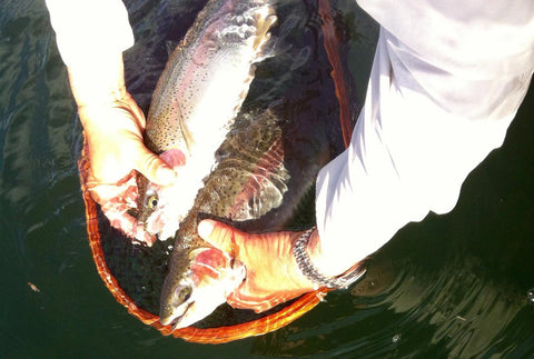 Match the Hatch: A Guide for B.C. Lakes - Go Fish BC