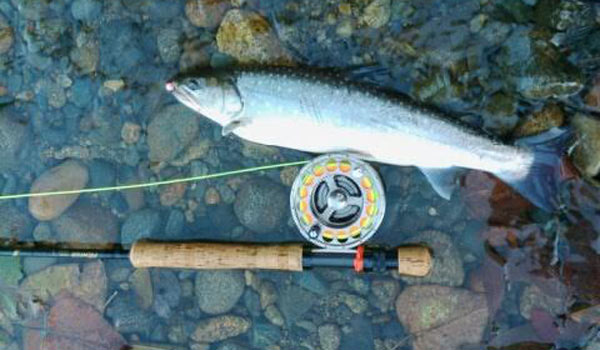 Litton's Fishing Lines: Salmon Eggs Over Power Bait and Worms for Trout