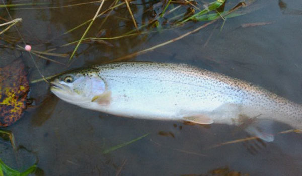 Trout Beading for Trout and Char – (Late Fall & Early Winter