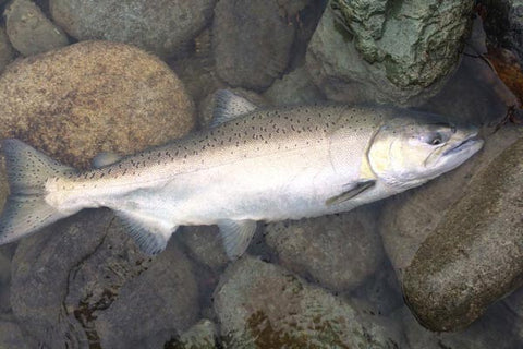 Fall Chinook Salmon Fishing 101 – Sea-Run Fly & Tackle