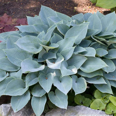 Shop Hostas | Tristar Plants