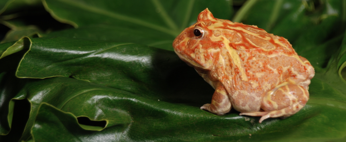 Feeding a Pacman Frog