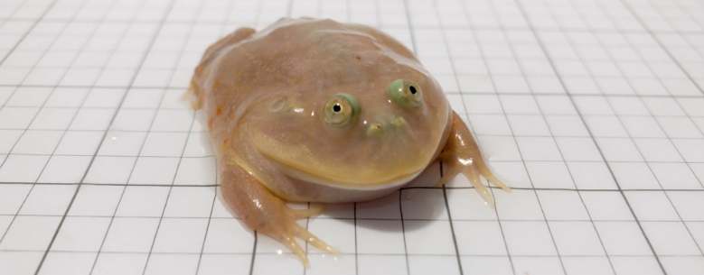 Budgett's Frog