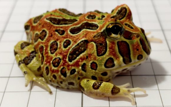 Ornate Pacman Frog