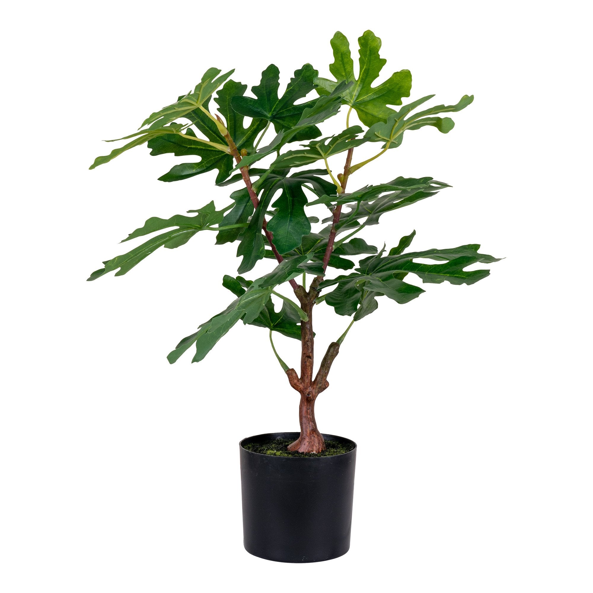 Ficus 40x53x40 cm