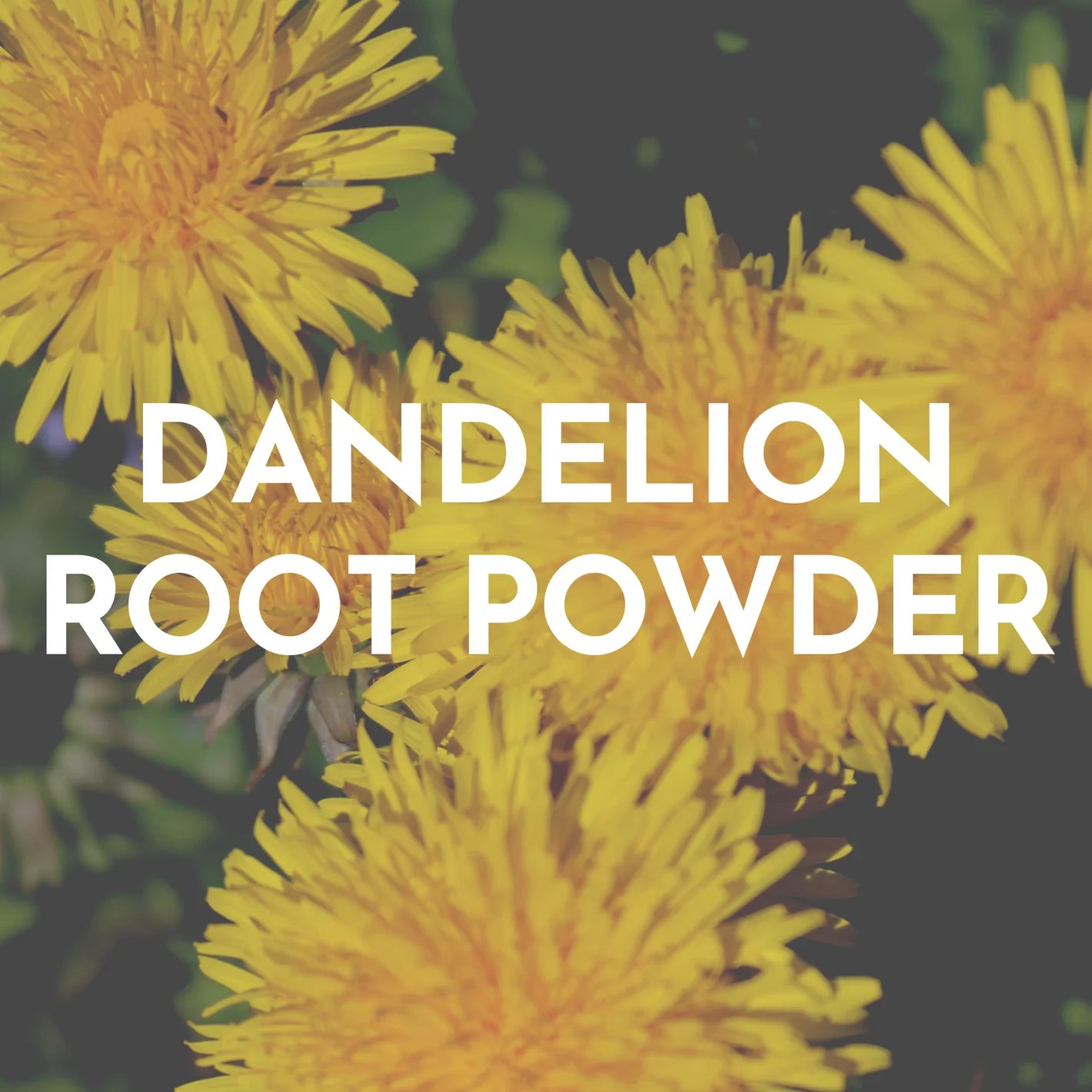 Dandelion Root Powder