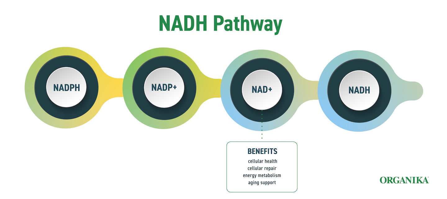 Infographic explaining how NADH works in the body